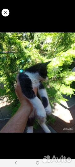 Кошечка в добрые руки