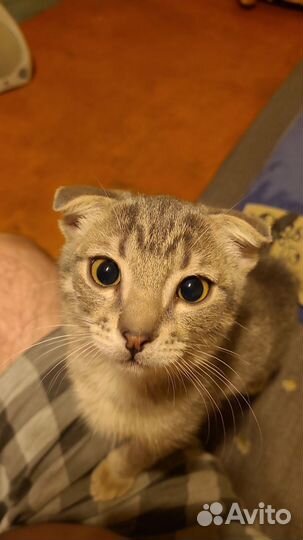 Кошки бесплатно