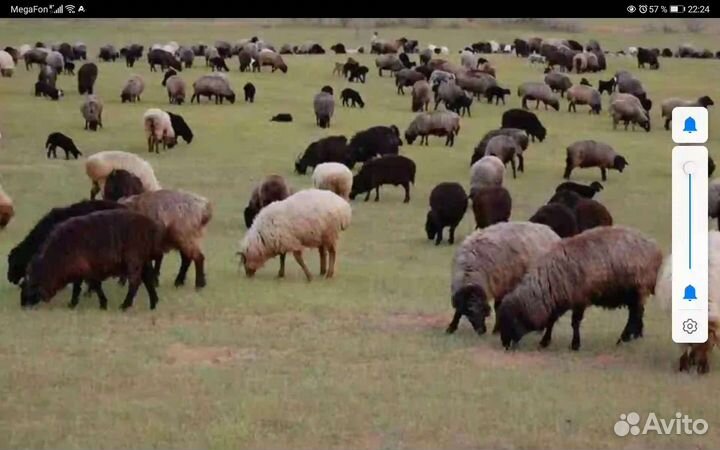 Овцы бараны ягнята