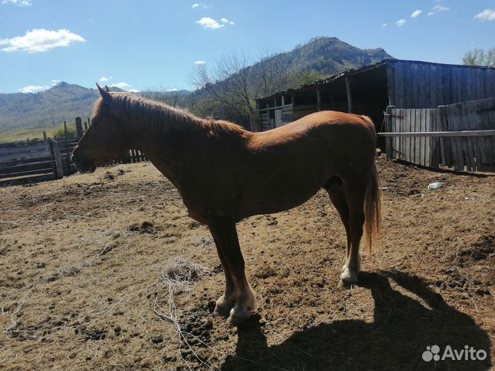 Продам жеребца