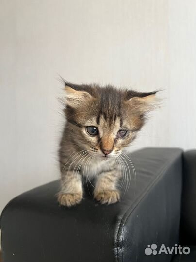 Милая девочка ищет дом
