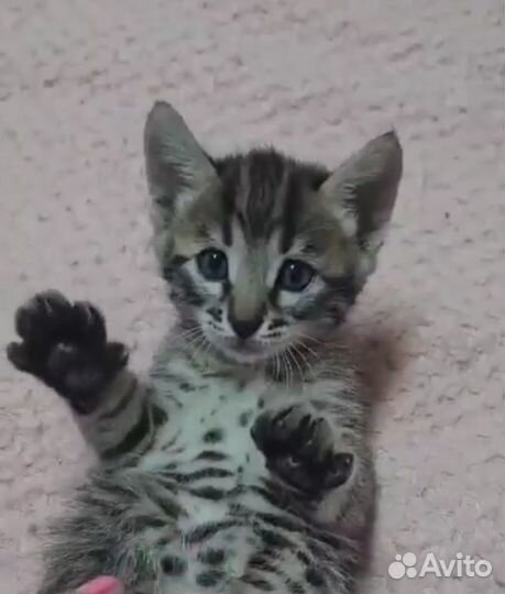 Бенгальская кошка