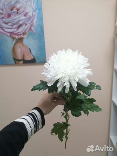 Хризантема Магнум