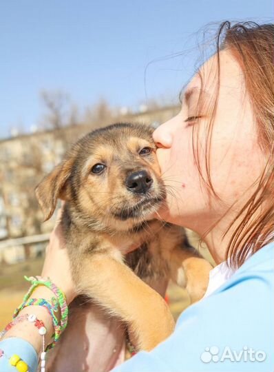 Щенок в добрые руки