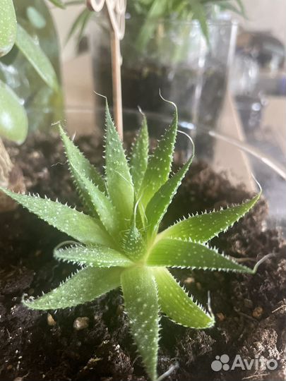 Алоэ тигровое (детка)