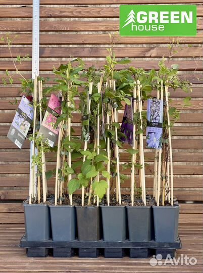 Клематис в ассортименте