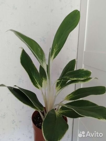 Сортовые аглаонемы