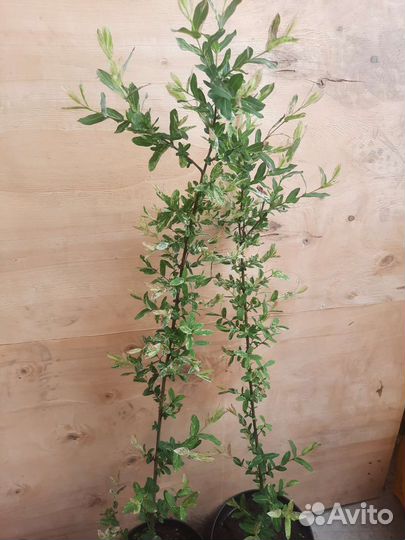 Ива хакуро нишики