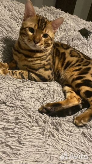 Бенгальский кот вязка