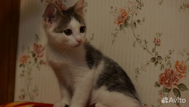 Котик с плащиком