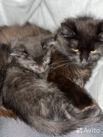 Котята в добрые руки даром