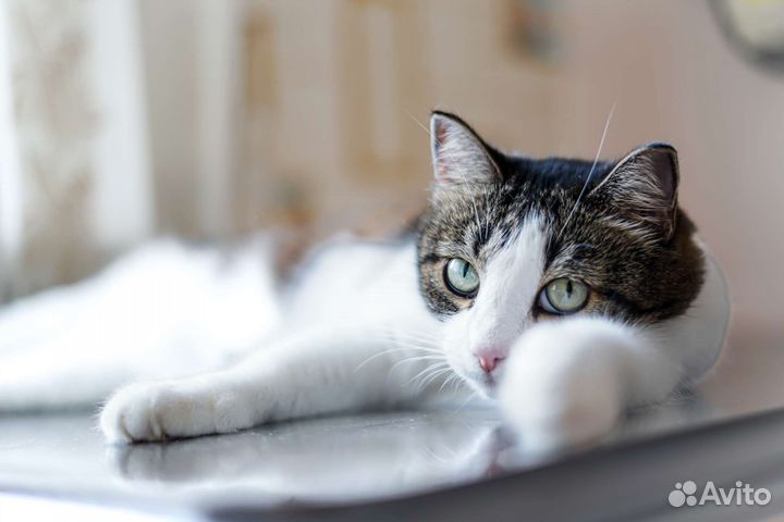 Кошка в добрые руки