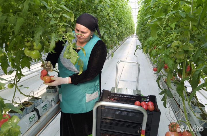 Упаковщик в теплицу. Вaхта и проживание