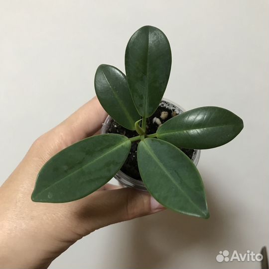 Фикусы: Ретуза гавайская, Майя, Голден Кинг