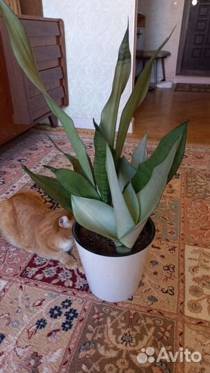 Сансевиерия муншайн