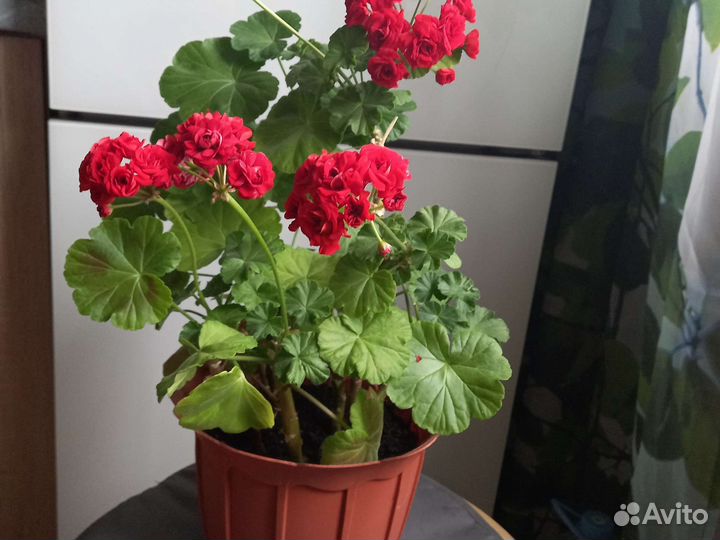 Пеларгония герань. Укорененные черенки