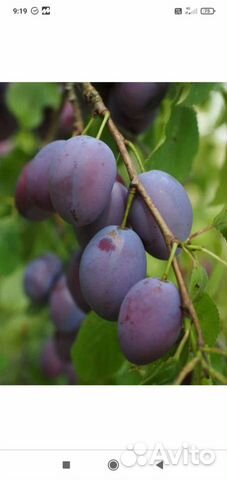 Пеларгония розебундная, циропегия Вудду