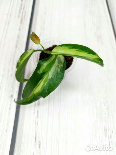 Хойи пахиклада альбомаргината, кенеджиана вар