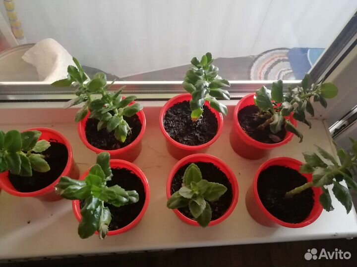 Комнатные цветы