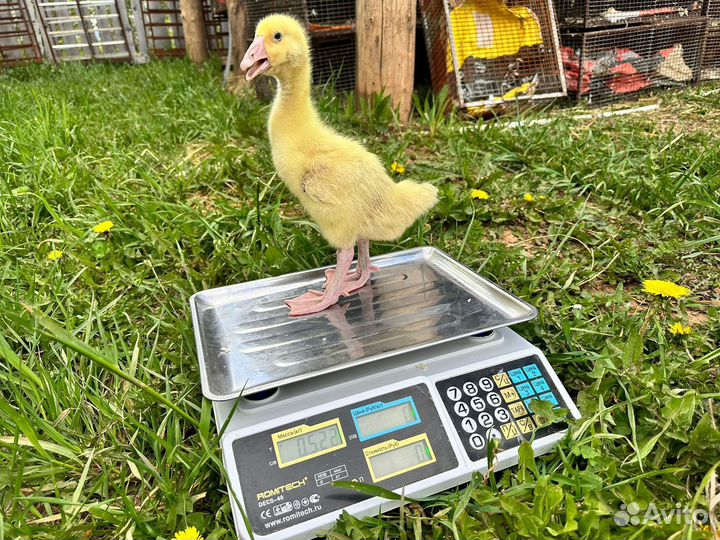 Гуси Крупный серый, Линда