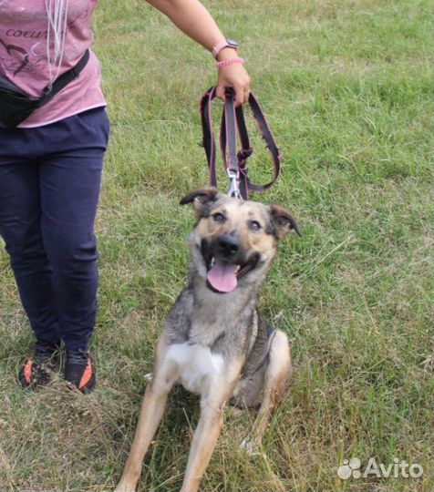 Собака в добрые руки, Мирта