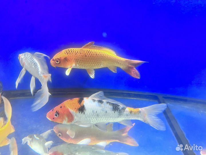 Карп Кои 18-22 см