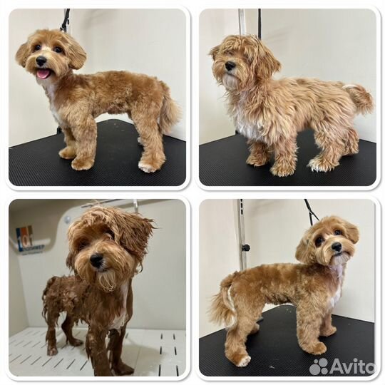 Груминг собак