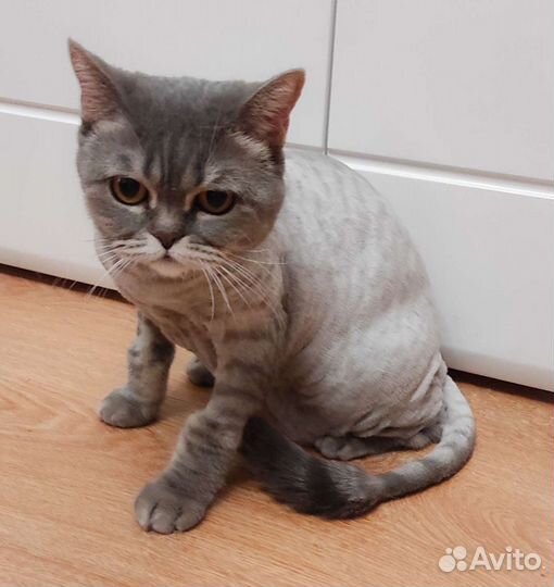 Стрижка кошки у вас дома