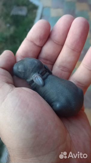 Декоративные кролики