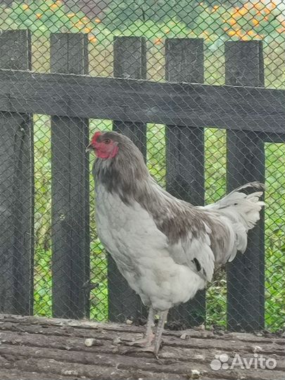 Петушки Сильверудд Блю,мараны