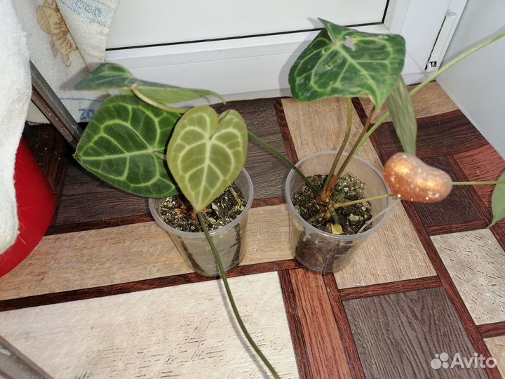 Антуриум кларинервиум