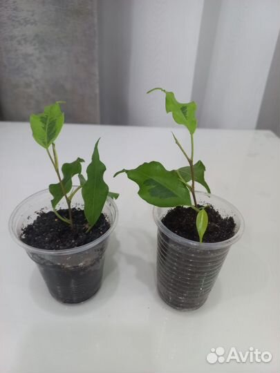 Фикусы Бенджамина