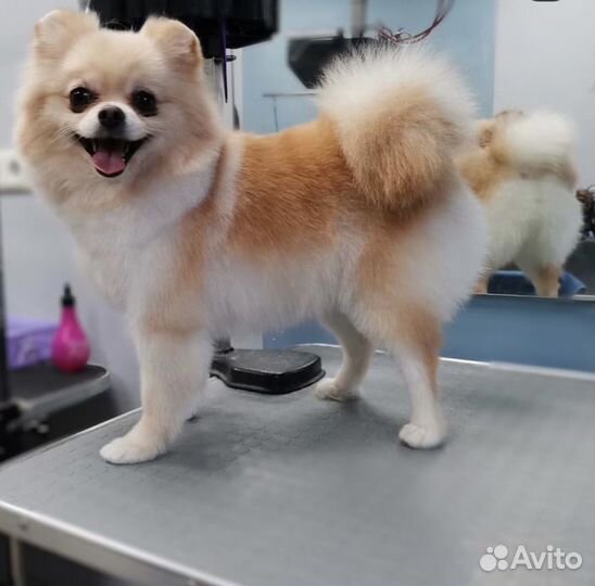 Экспресс-линька кошек и собак,стрижка.Груминг