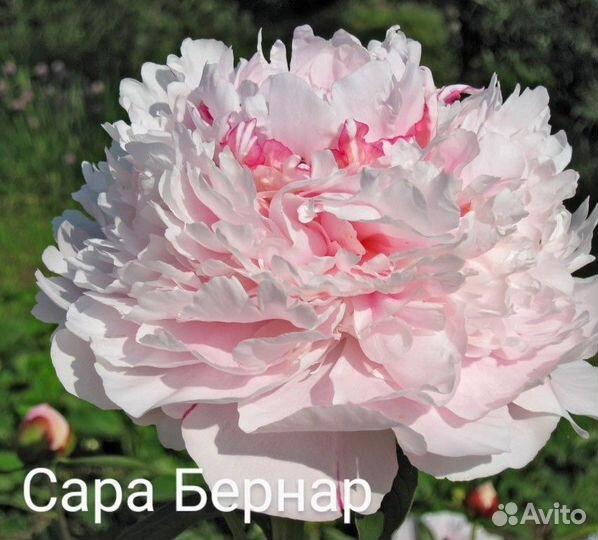 Пионы сортовые зкс