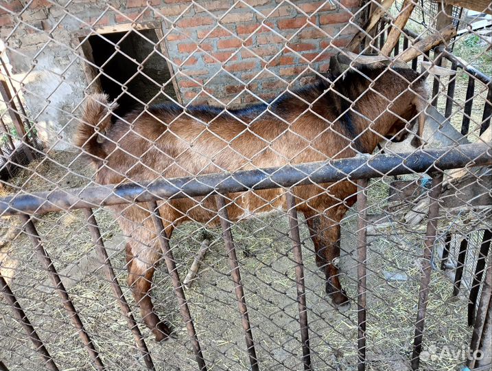 Нубийские козы козлы козлята