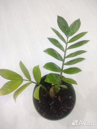 Замиокулькас