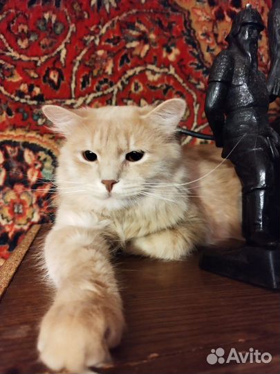 Кот Персик ищет свой дом