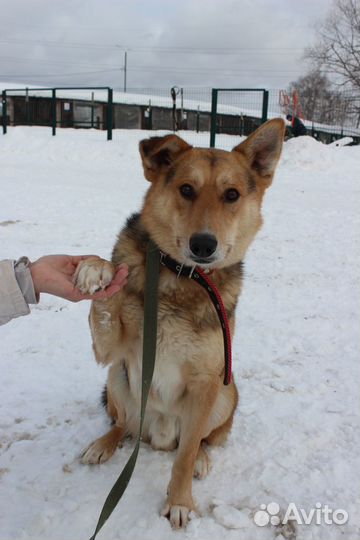 Собака Орфей в дар из приюта