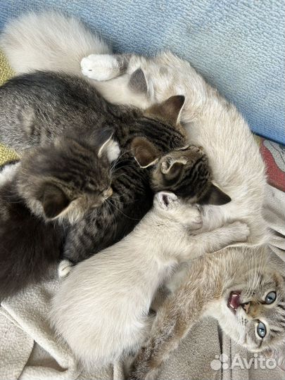 Отдам котят