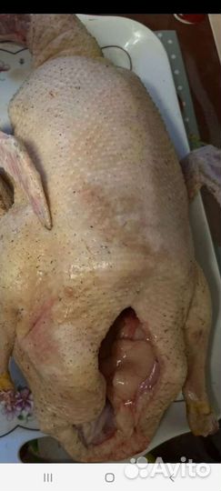 Мускусные утки