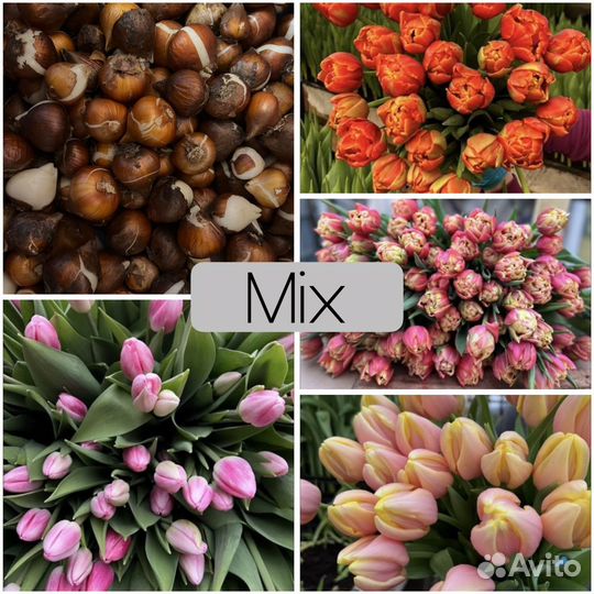 Луковица тюльпана после выгонки детки