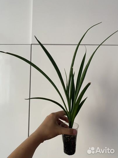 Суккуленты