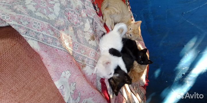 Котята в добрые руки