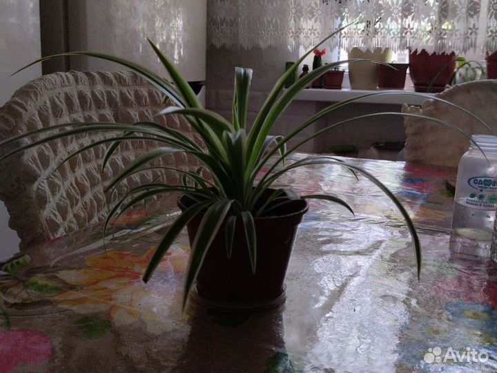 Хлорофитум