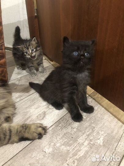 Мейн-кун метис