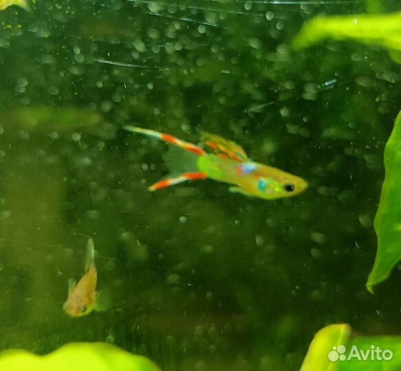 Гуппи молодняк