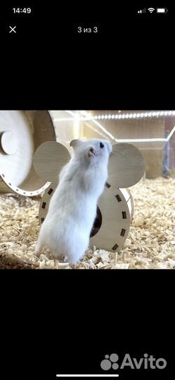 Домик для джунгарского хомяка грызунов