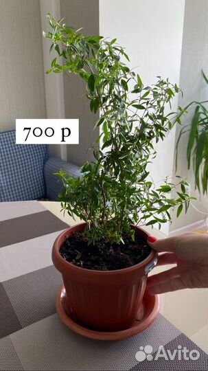 Продам цветы комнатные