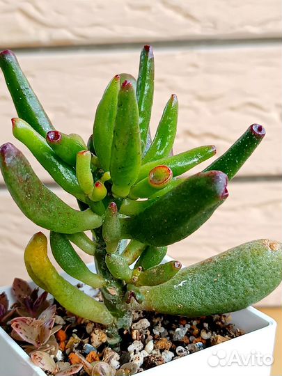 Консул хоббит, Бегония тигровая