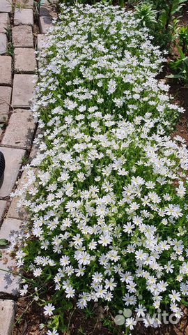 Почвопокровные растения